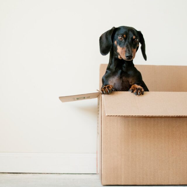 Dog in Moving Box Senior Communities Floridas Best Movers